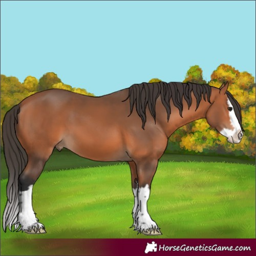 Horse Color:Bay Splash 