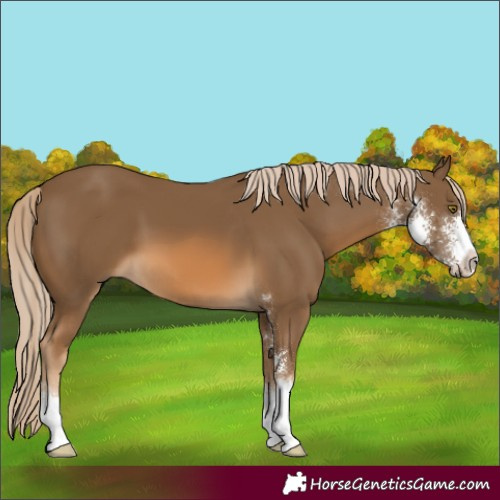 Horse Color:Chocolate Palomino Sabino 