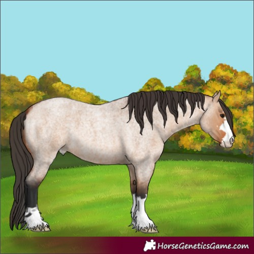 Horse Color:Bay Roan Dun 