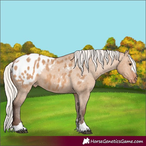 Horse Color:Silver Bay Dun Appaloosa 