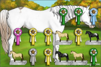 Horse Color:Buckskin Appaloosa