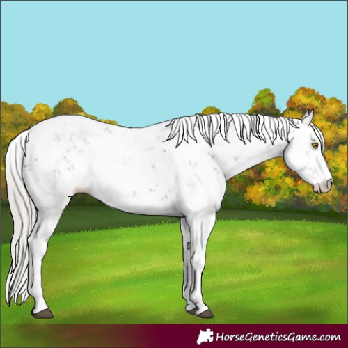 Horse Color:Silver Black Sabino 