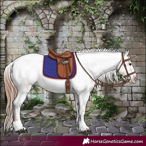 Horse Color:Red Dun Roan Tobiano Appaloosa 