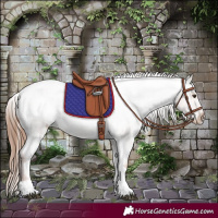 Horse Color:Red Dun Roan Tobiano Appaloosa 