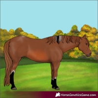 Horse Color:Chestnut Tobiano