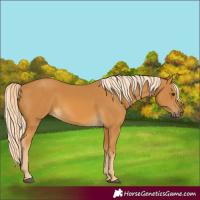 Horse Color:Palomino