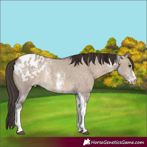 Horse Color:Brown Dun Sabino Tobiano Appaloosa 