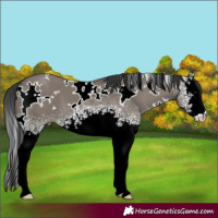 Horse Color:White Spotted Grullo