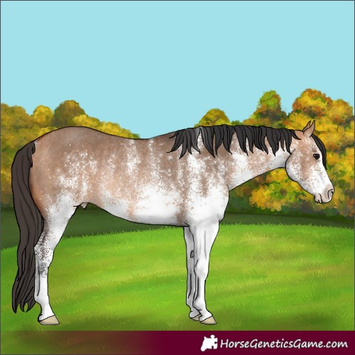 Horse Color:White Spotted Bay Dun Rabicano