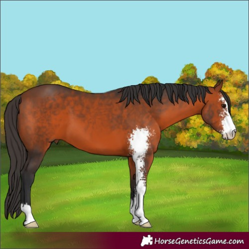 Horse Color:Bay Sabino 