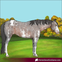 Horse Color:Brown Sabino Varnish 
