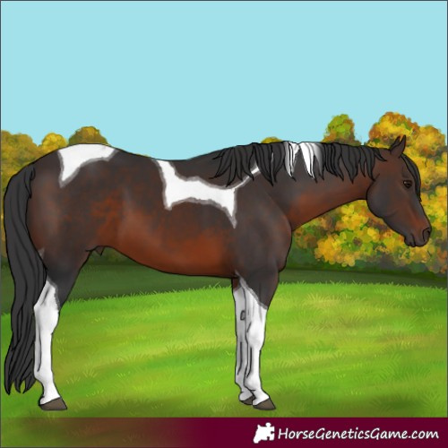 Horse Color:Brown Tobiano 