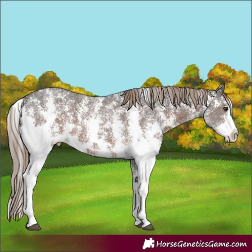 Horse Color:Liver Chestnut Sabino 