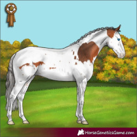 Horse Color:Bay Splash Tobiano