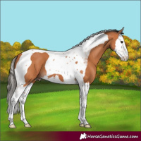 Horse Color:Bay Splash Tobiano