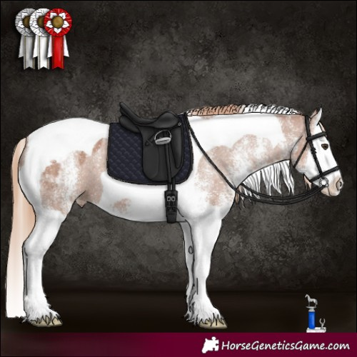 Horse Color:White Spotted Chestnut Splash Tobiano Appaloosa