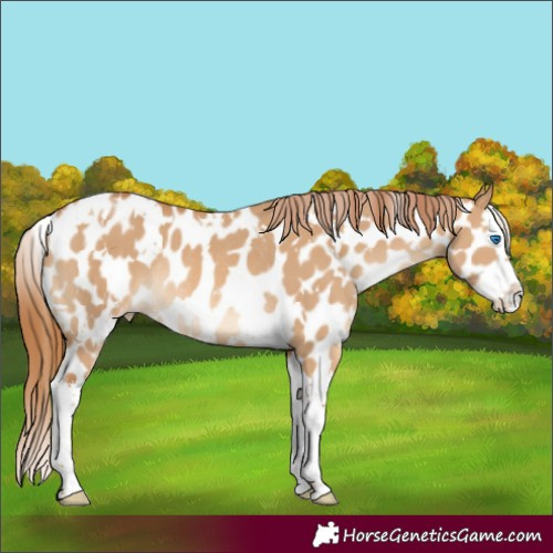 Horse Color:White Spotted Red Dun Splash Appaloosa Rabicano 