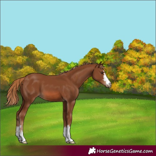 Horse Color:Chestnut 