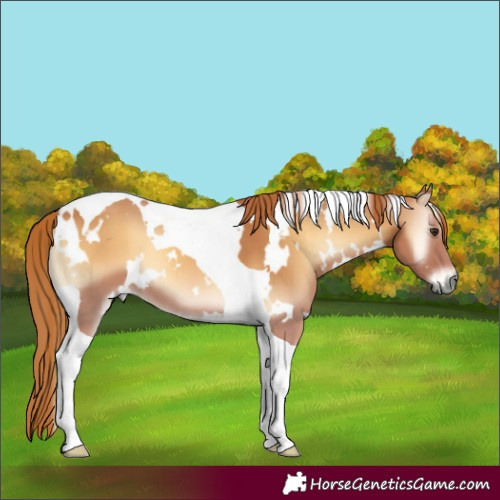 Horse Color:White Spotted Red Onyx Tobiano 