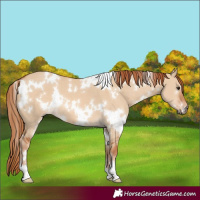 Horse Color:White Spotted Red Dun 
