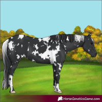 Horse Color:White Spotted Black