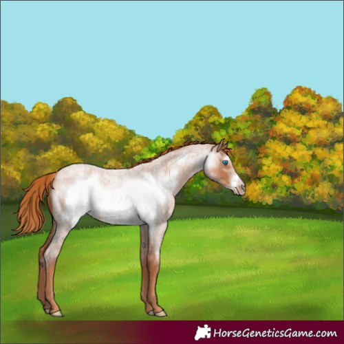 Horse Color:Red Roan Frame