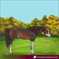 Horse Color:Brown Rabicano and Brown Splash Rabicano