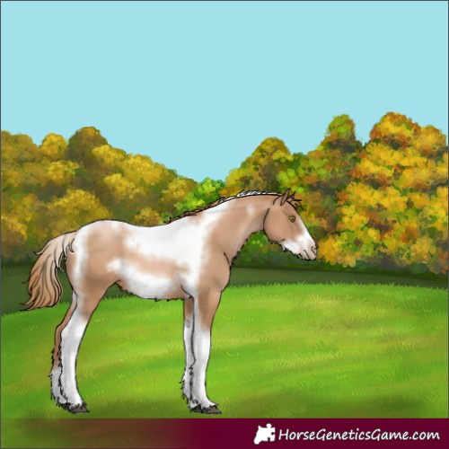Horse Color:Chestnut Pearl Tobiano Frame 