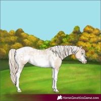 Horse Color:Chocolate Palomino Pearl Dun Tobiano Frame and Chocolate Palomino Pearl Dun Tobiano Frame Rabicano