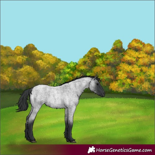 Horse Color:Blue Roan