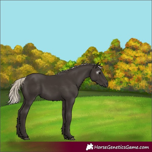 Horse Color:Gray Silver Black 