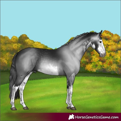 Horse Color:Gray White Spotted Black 