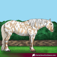 Horse Color:Chocolate Palomino Dun Appaloosa 