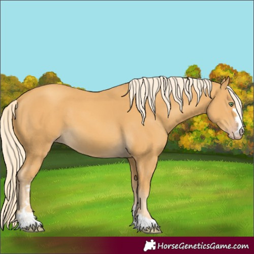 Horse Color:Unknown 