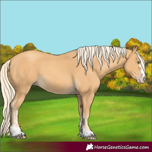 Horse Color:Unknown 
