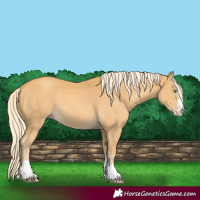 Horse Color:Gold Cream Champagne 