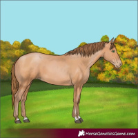 Horse Color:Bay Pearl 