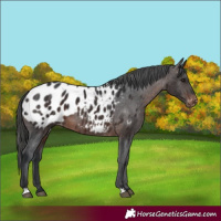 Horse Color:Brown Appaloosa 