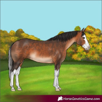 Horse Color:Bay Splash 