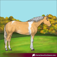 Horse Color:Palomino Tobiano 