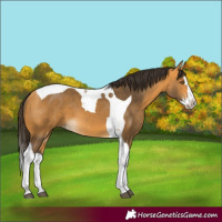 Horse Color:Buckskin Splash Tobiano 