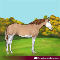 Horse Color:Red Dun Splash 
