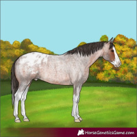 Horse Color:Brown Roan Splash Appaloosa Rabicano 
