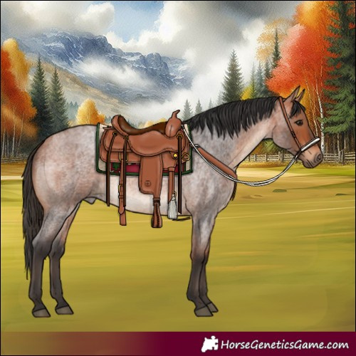 Horse Color:Bay Roan 
