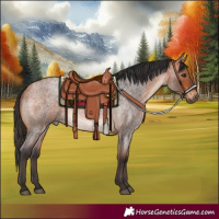 Horse Color:Bay Roan 