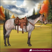 Horse Color:Bay Roan