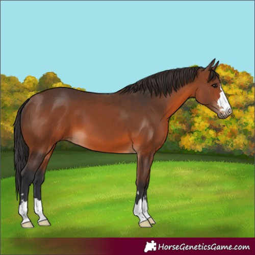 Horse Color:Brown