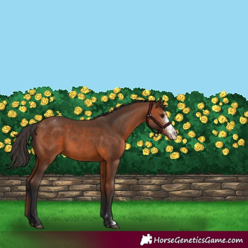 Horse Color:Bay Sabino Appaloosa