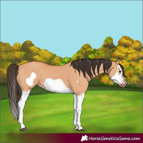 Horse Color:Bay Dun Splash Frame 