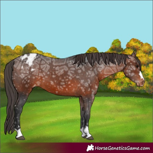 Horse Color:Brown Ice Appaloosa 